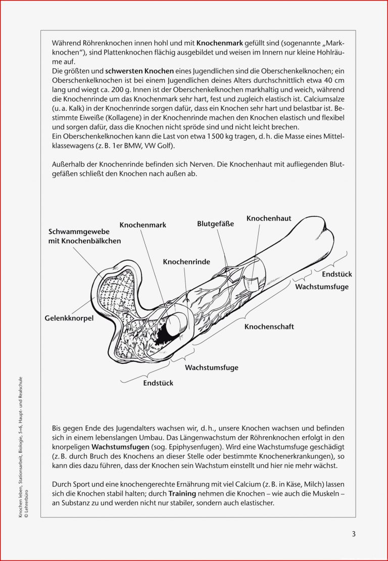 Biologie · Arbeitsblätter · Haupt & Realschule · Lehrerbüro