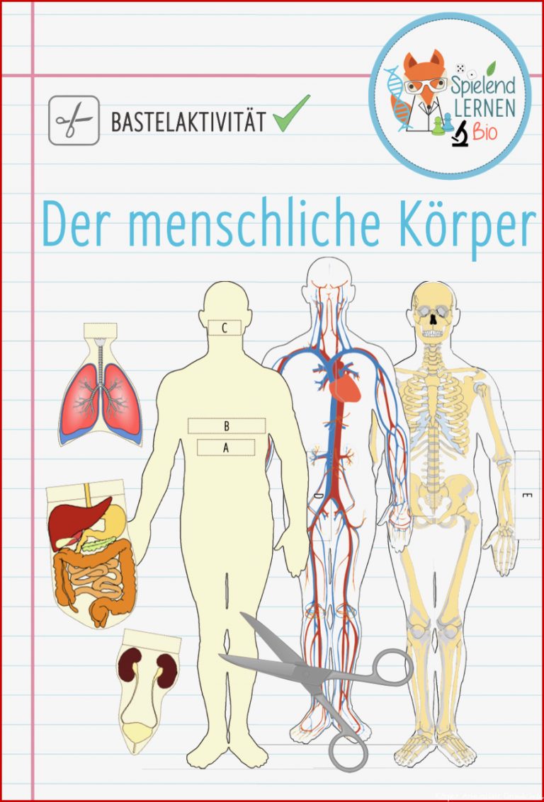 Biologie Der Menschliche Körper Arbeitsblätter Biologie