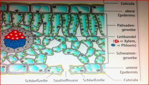 Blattaufbau Erklären Biologie Leicht Gemacht