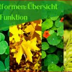 Blattformen Übersicht Und Funktion