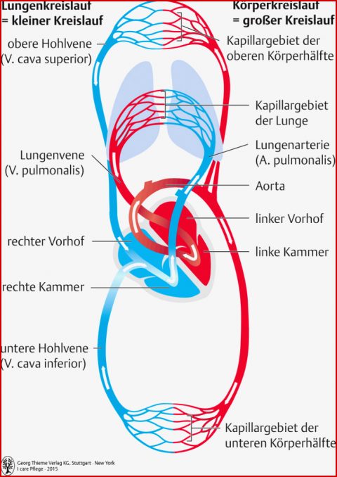 Blutkreislauf Arbeitsblätter Zum Ausdrucken