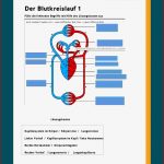 Blutkreislauf Arbeitsblatt Herz Kreislauf System Beschriftung