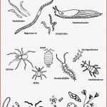 Bodenlebewesen Und Mikroorganismen – Lernen Mit Serlo