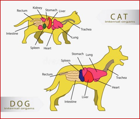 Cat Anatomy Interne Anatomie Einer Katze Stock Abbildung