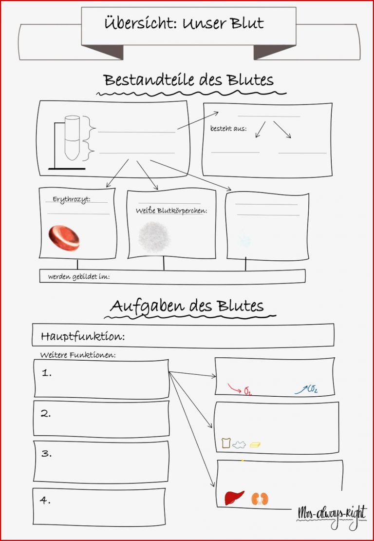 Das Auge Arbeitsblatt Klasse 7 David Llewellyn Grundschule