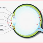 Das Auge – Aufbau & Funktion