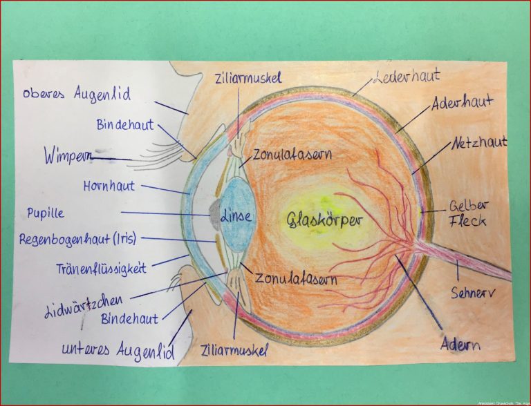 Das Auge – Hans Sachs Schule