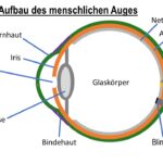 Das Auge Im Blick Teil 1 – Kontrolluntersuchungen Sind