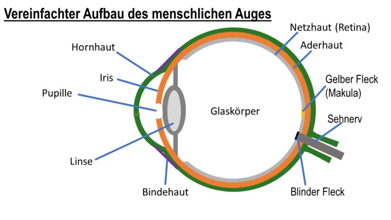 Das Auge im Blick – Teil 2 Retinopathie und Lasertherapie