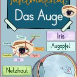 Das Auge Tafelmaterial Auge Von Außen & Innen