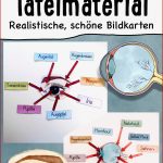 Das Auge Tafelmaterial Auge Von Außen & Innen