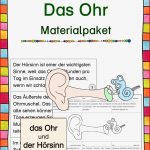 Das Menschliche Ohr Arbeitsblätter Worksheets