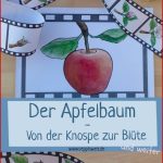 Der Apfelbaum Von Der Knospe Zur Blüte Und Zum Apfel