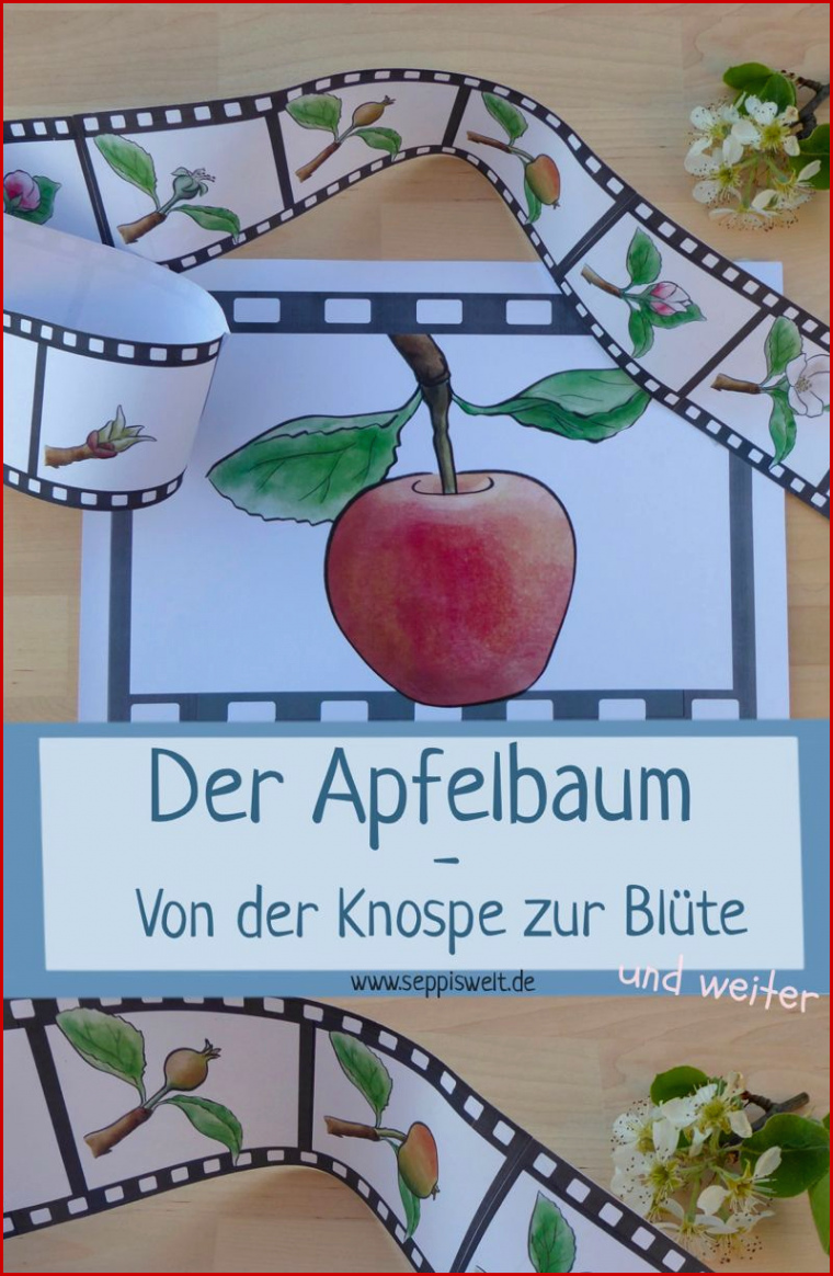 Der Apfelbaum Von Der Knospe Zur Blüte Und Zum Apfel