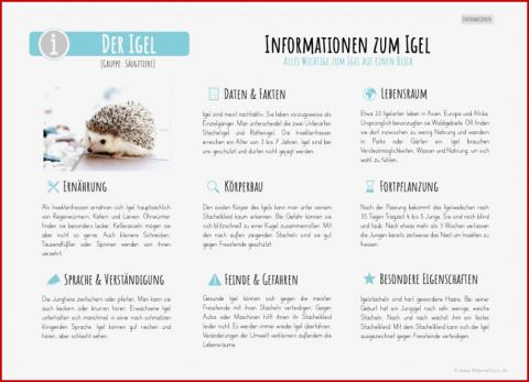 Der Igel - Materialguru