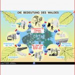 Die Bedeutung Des Waldes St 2058