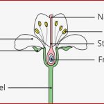 Die Blüte – Aufbau Und Funktion I Inkl Übungen