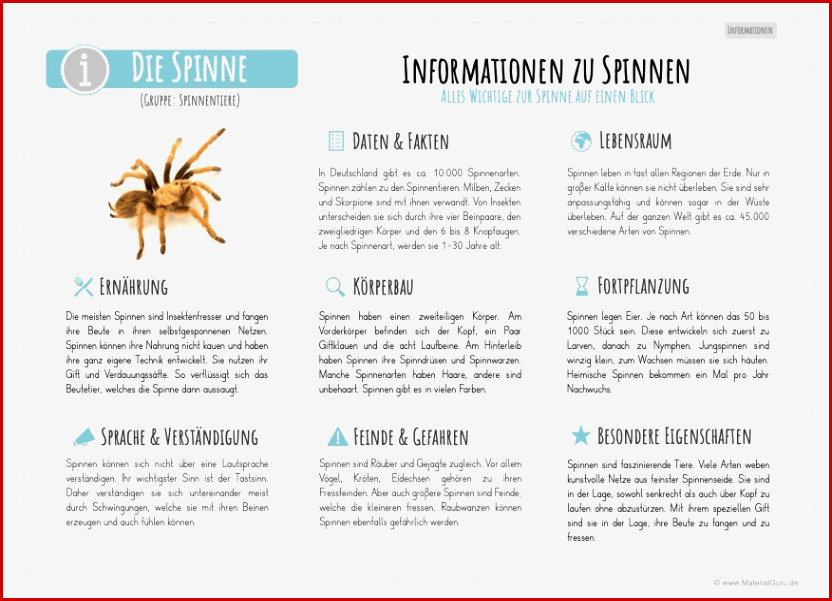 Die Spinne Materialguru