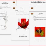 Die Tulpe Arbeitsblätter Ideen Arbeitsblätter