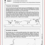 Dinosaurier Grundschule Arbeitsblätter Kinderbilder