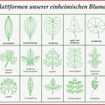 Downloads Herunterladbare Inhalte – Blumen Und Natur