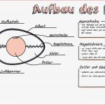 Ei Untersuchen Sketchnote – Unterrichtsmaterial In Den