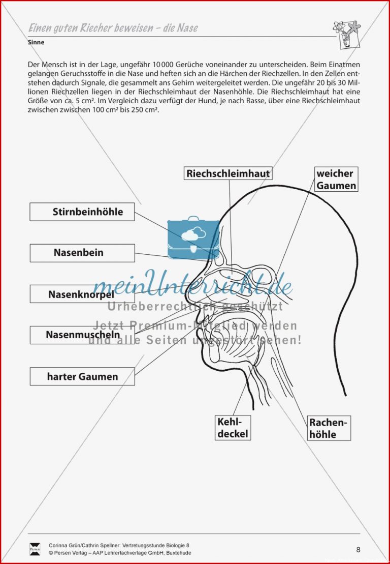 Einen guten Riecher beweisen Nase meinUnterricht