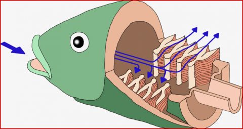 Die Kiemenatmung Der Fische Arbeitsblatt Klett: 3 Beratung (2022 Update ...