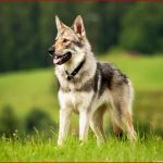 Geschichte Des Hundes: Vom Wolf Zum Hund - [geolino]