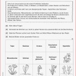 Grundschule Unterrichtsmaterial Sachunterricht