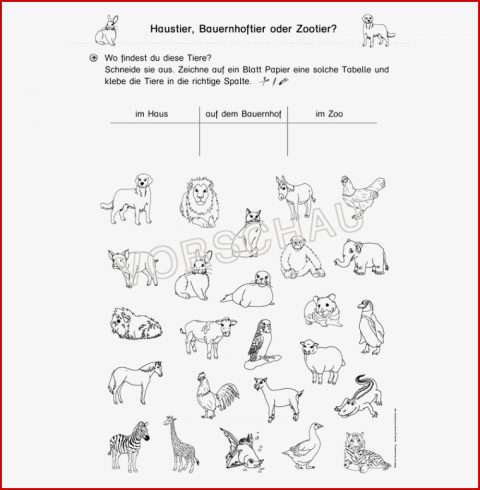 Haustiere Werkstatt Für Grundschule