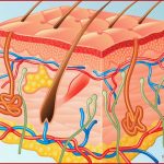 Haut Cutis Aufbau Und Funktion Netdoktor