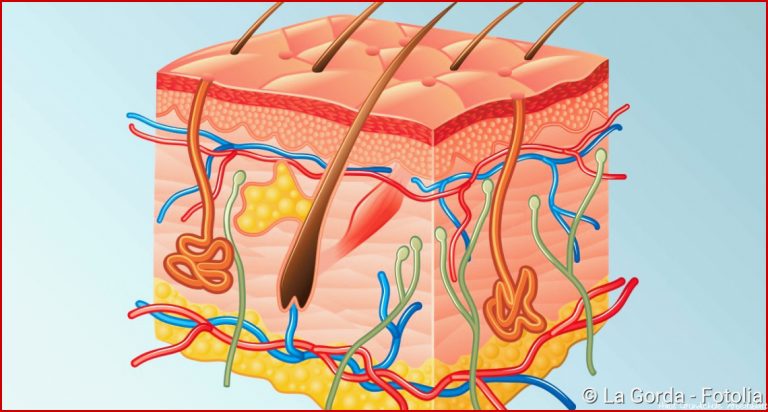 Haut Cutis Aufbau Und Funktion Netdoktor