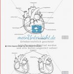 Herz Arbeitsblatt Grundschule
