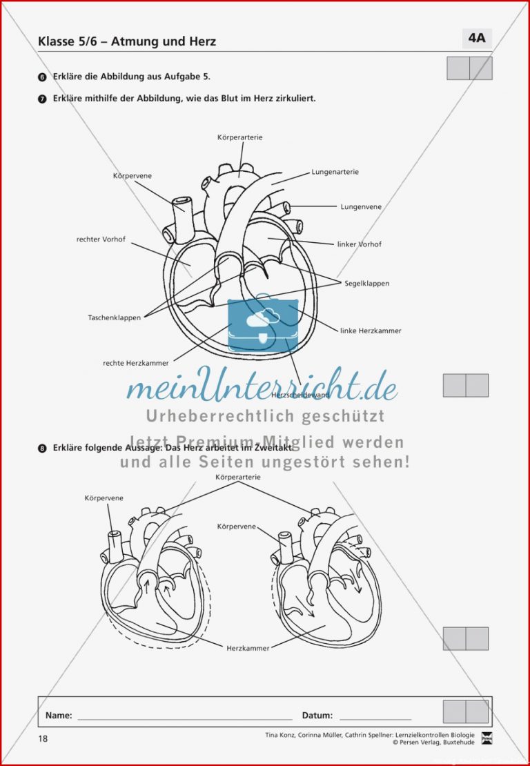 Herz Arbeitsblatt Grundschule