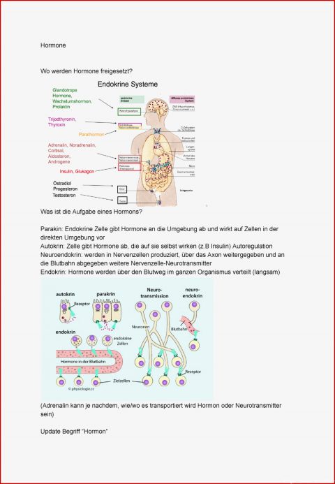 Biologie Hormone Arbeitsblätter: 7 Empfehlungen Kostenlos Für Sie ...