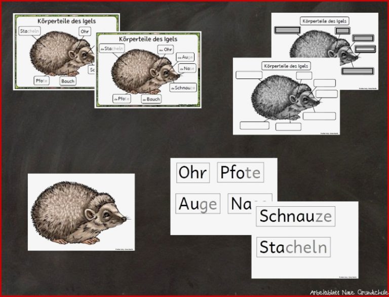 Igel Körperteile Arbeitsblatt Carl Winslow Grundschule