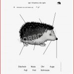 Igel Werkstatt Für Grundschule