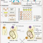 Immunabwehr Des Menschen – Neubecks Seiten