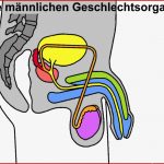 Index Of Biologie Mensch