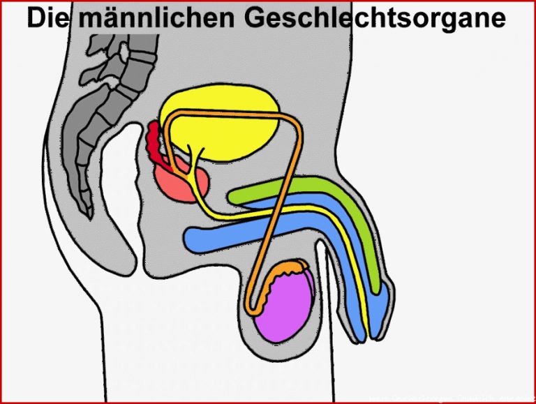 Index of biologie mensch