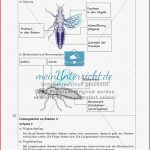 Insekten Körperbau Sinnesorgane Flugtechnik atmung