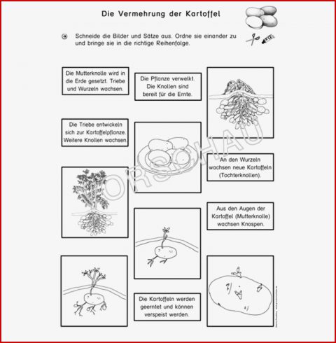 Kartoffel Werkstatt Für Grundschule