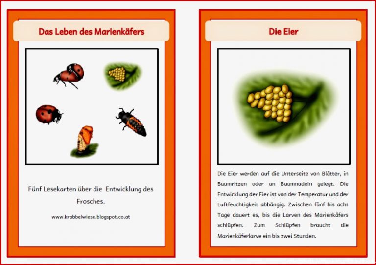 Kerstins Krabbelwiese Lebenszyklus Marienkäfer