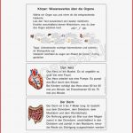 Körper Werkstatt Für Grundschule
