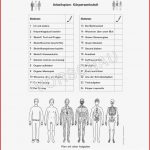 Körper Werkstatt Für Grundschule