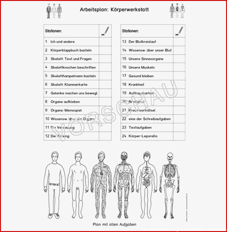 Körper Werkstatt für Grundschule