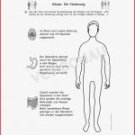 Körper Werkstatt Für Grundschule