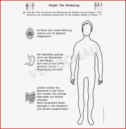 Körper Werkstatt Für Grundschule