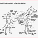 Körperbau Hund Skelett